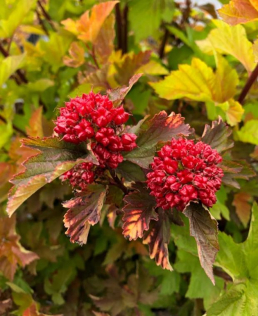Plante ornamentale - Physocarpus opulifolius ‘Magic Ball’- Fisocarpus ‘Magic Ball’