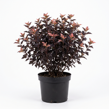 Plante ornamentale - Physocarpus opulifolius 'Magic Sunrise' - Fisocarpus 'Magic Sunrise' 40 - 60 cm (5L)