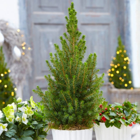Conifere - Picea glauca ‘Conica’ - Brad alb conic ‘Conica’ 80 - 100 cm
