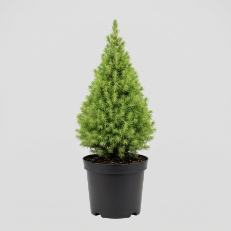 Conifere - Picea glauca 'Conica' - fotografie produs