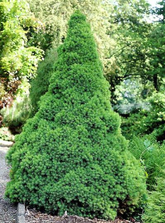 Picea glauca ‘Conica’ - Brad alb conic ‘Conica’ 80 - 100 cm [1]