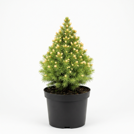 Conifere - Picea glauca 'Rainbow's End' - Molid alb 'Rainbow's End' 20 - 30 cm (2L)
