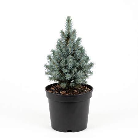 Picea - Picea glauca 'Sander's Blue' - Molid alb 'Sander's Blue' 20 - 25 cm (2L)