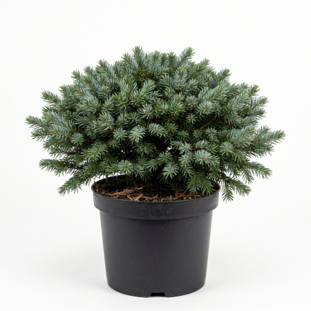 Picea - Picea omorika 'Karel' - Molid sârbesc 'Karel' 25 - 35 cm (5L)