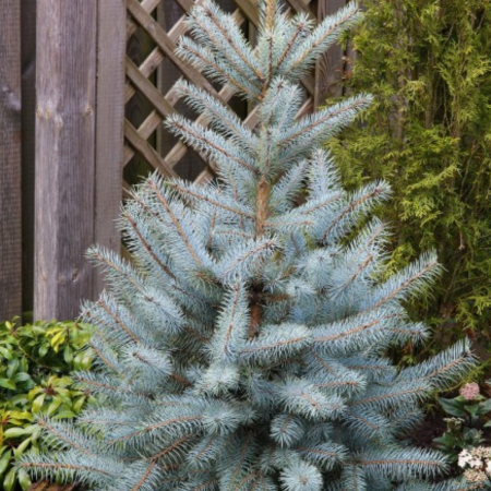 Conifere - PICEA PUNGENS EDITH
