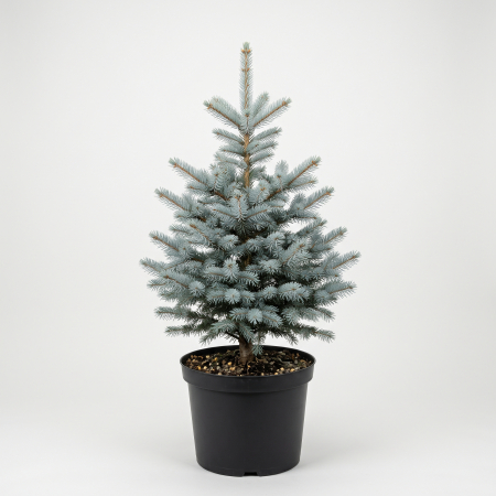Conifere - Picea pungens 'Edith' - fotografie produs