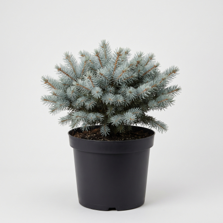 Picea pungens 'Glauca Globosa' - fotografie produs
