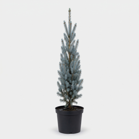 Conifere - Picea pungens 'Iseli Fastigiate' - fotografie produs