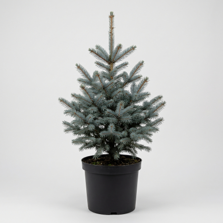Conifere - Picea pungens 'SBS' - fotografie produs