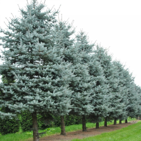PICEA PUNGENS SUPER BLUE SEEDLING (SBS) [2]