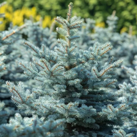 Conifere - PICEA PUNGENS SUPER BLUE SEEDLING (SBS)