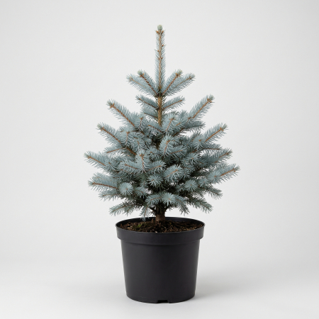 Conifere - Picea pungens Super Blue Seedling (Sbs) - fotografie produs