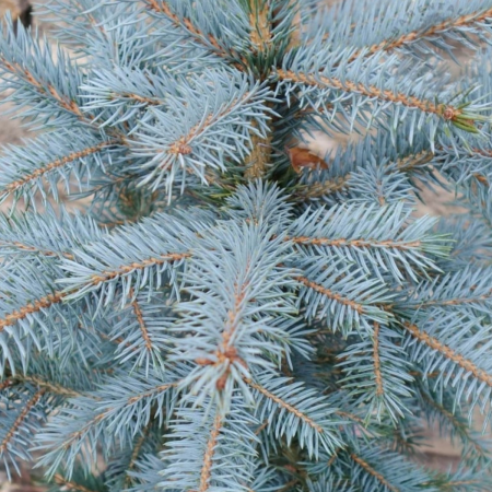 PICEA PUNGENS SUPER BLUE SEEDLING (SBS) [1]