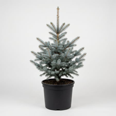Conifere - Picea pungens Super Blue Seedling (Sbs) - fotografie produs