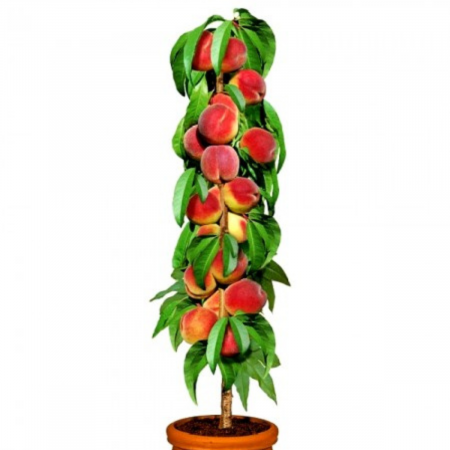 Pachete promotionale - Pachet 10 Piersici Columnari Red Heaven (Radacina Nuda)