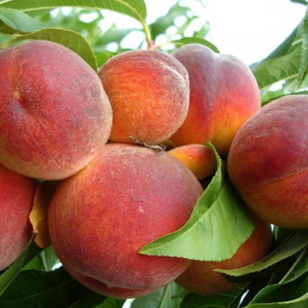 Pomi fructiferi - PIERSIC – SOI SUPERBA DE TOAMNA