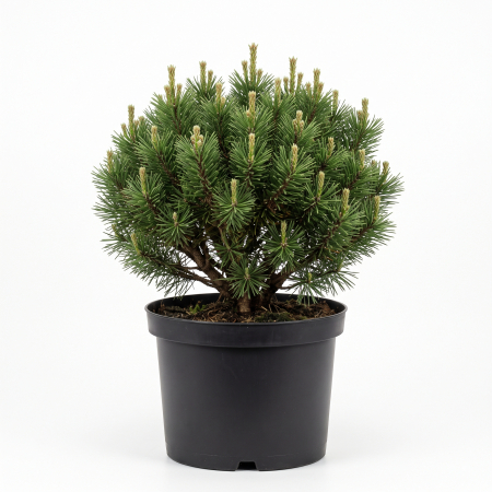 Pin - Pinus mugo 'Gnom' - Pin de munte 'Gnom' 40 - 50 cm (10L)
