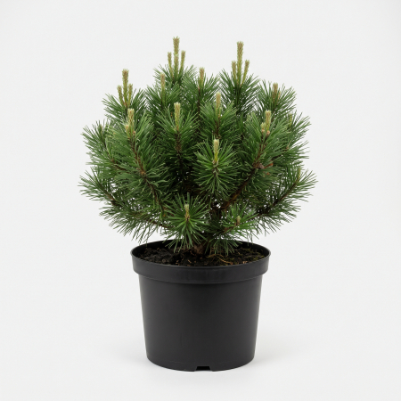 Conifere - Pinus mugo var. 'Mughus' - fotografie produs