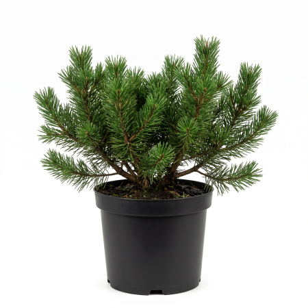 Pin - Pinus mugo var. pumilio - Pin de munte pitic (jneapăn) 30 - 40 cm (10L)