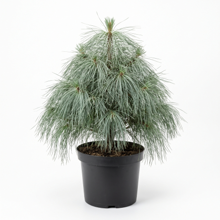Pin - Pinus × schwerinii 'Wiethorst' - Pin Schwerin 'Wiethorst' 30 - 40 cm (5L)