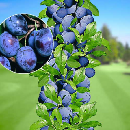 Pomi fructiferi - PRUN COLUMNAR BLUE SWEET