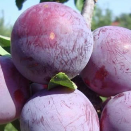 Pomi fructiferi - PRUN – soi Althan Renclod