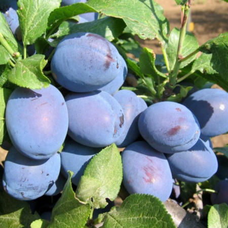 Prun - PRUN – soi CACANSKA LEPOTICA