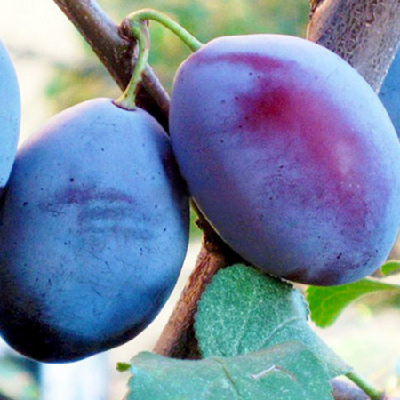 Pomi fructiferi - PRUN – soi TULEU GRAS