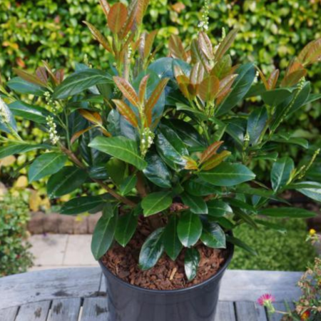 Plante ornamentale - PRUNUS LAUROCERASUS - LAUR ENGLEZESC