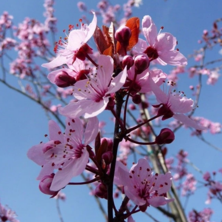 Arbori Ornamentali - PRUNUS NIGRA / PISARDI (Corcodus rosu, prun ornamental)