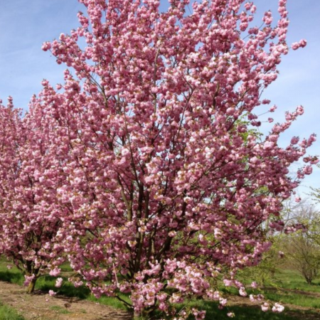Arbori Ornamentali - PRUNUS SERRULATA - Cires japonez