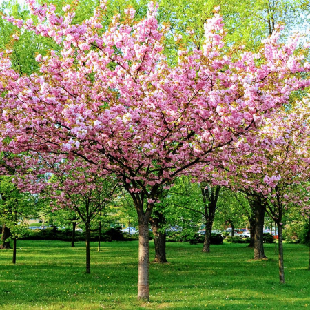 PRUNUS TRILOBA - Cires japonez [2]