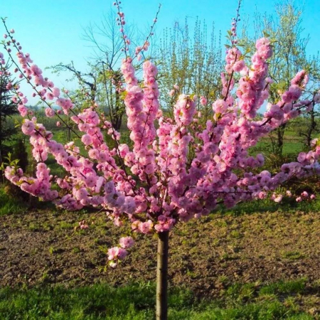 PRUNUS TRILOBA - Cires japonez [1]