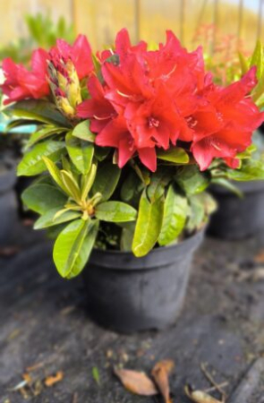 Arbusti cu flori - Rhododendron hybr. ‘Jungle Fever’ - Azalee de grădină cu flori roz