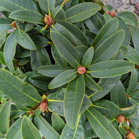 Rhododendron hybr. ‘Kali’ - Azalee de grădină cu flori roșii [1]