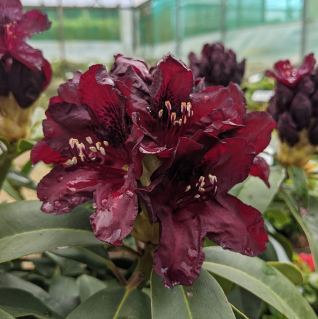 Arbusti cu flori - Rhododendron hybr. ‘Kali’ - Azalee de grădină cu flori roșii