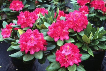 Arbusti cu flori - Rhododendron hybr. ‘Pearce’s American Beauty’ - Rhododendron cu flori roz-purpurii