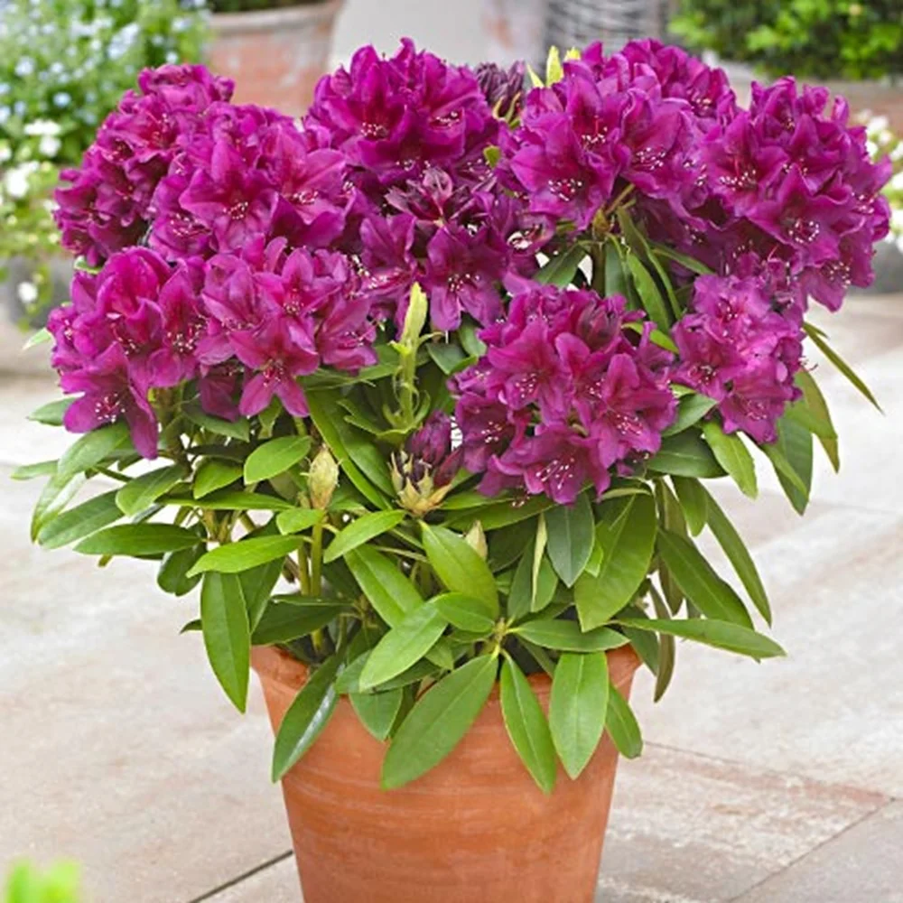 Arbusti cu flori - Rhododendron hybr. ‘Polarnacht’ - Rhododendron „Noapte polară”