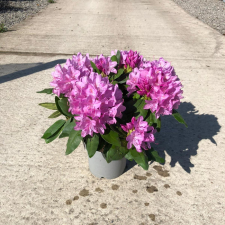 Arbusti cu flori - Rhododendron hybr. ‘Roseum Elegans’ - Rhododendron roz elegant