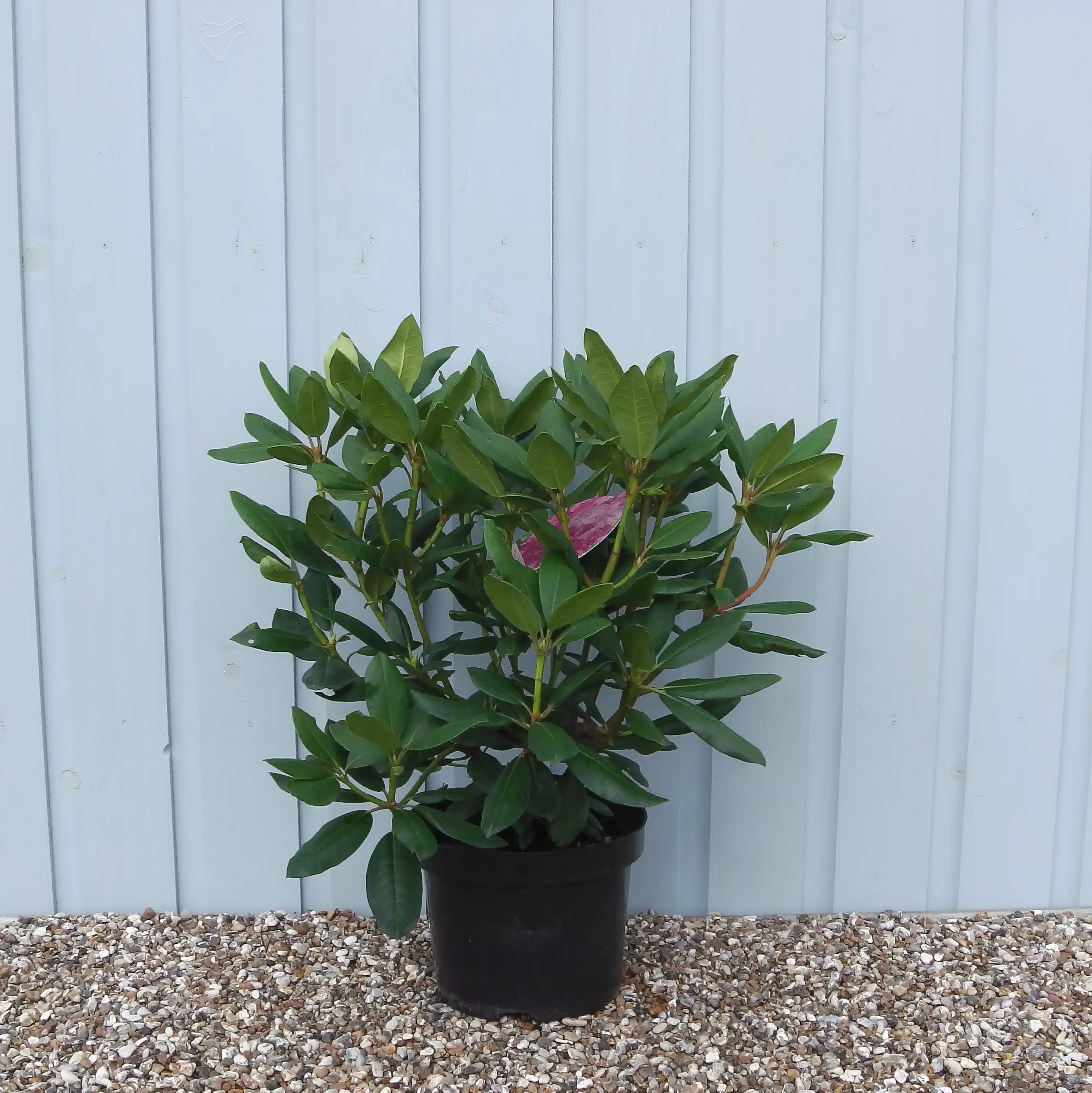 Rhododendron hybr. ‘Roseum Elegans’ - Rhododendron roz elegant [1]