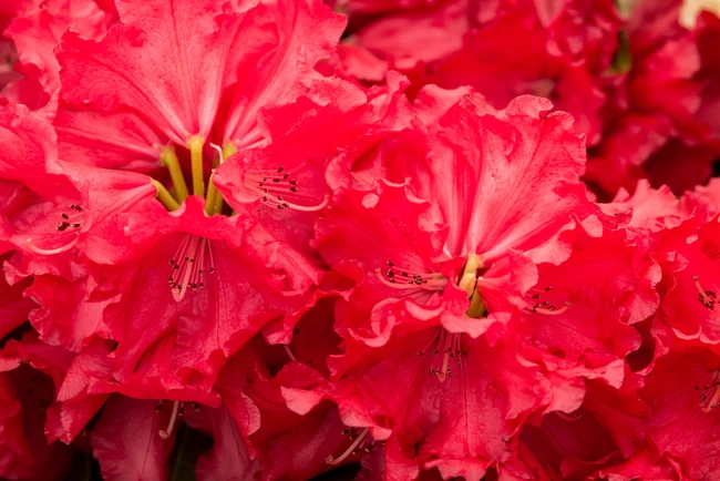 Arbusti cu Flori - RHODODENDRON MARKEETAS PRIZE