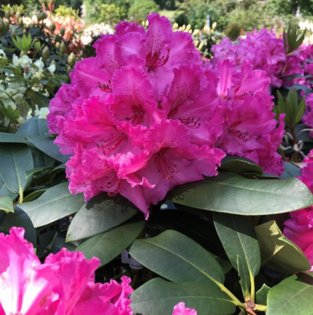 Arbusti cu flori - Rhododendron Walkure