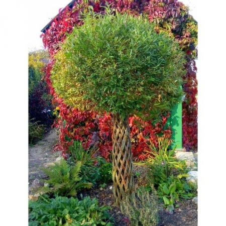 Salcie Decorativa Impletita [1]