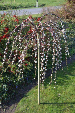 Arbori Ornamentali - SALCIE SALIX PENDULA