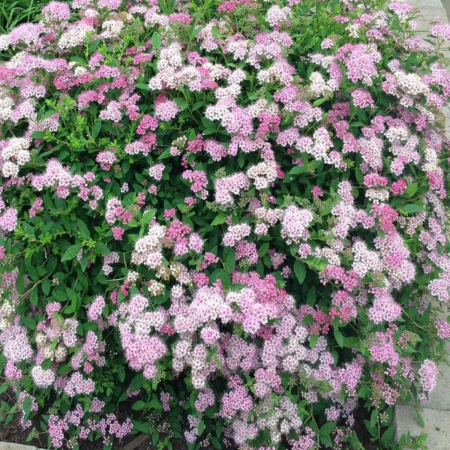 SPIRAEA JAPONIK - CUNUNIȚA [1]