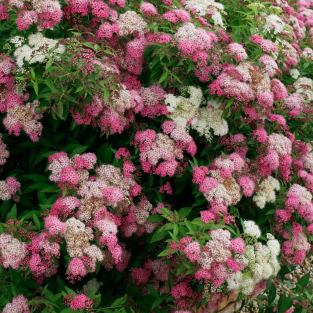 Plante ornamentale - SPIRAEA JAPONIK - CUNUNIȚA