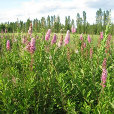 SPIRAEA ROZ – CUNUNITA ROZ [1]