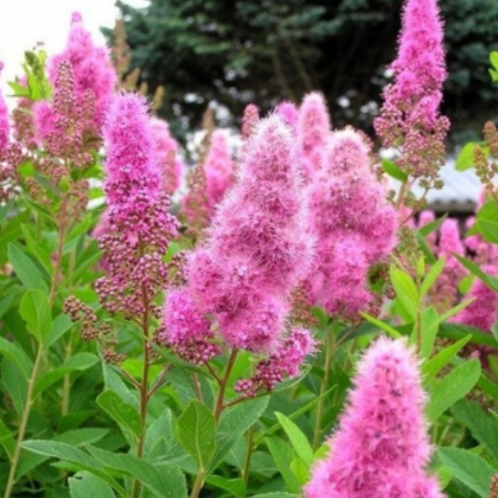 Plante ornamentale - SPIRAEA ROZ – CUNUNITA ROZ
