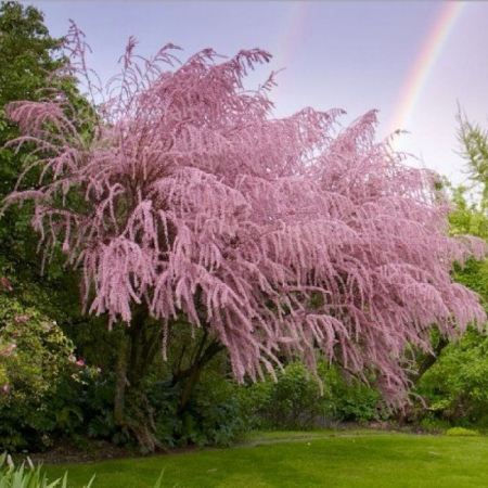 TAMARIX  [1]