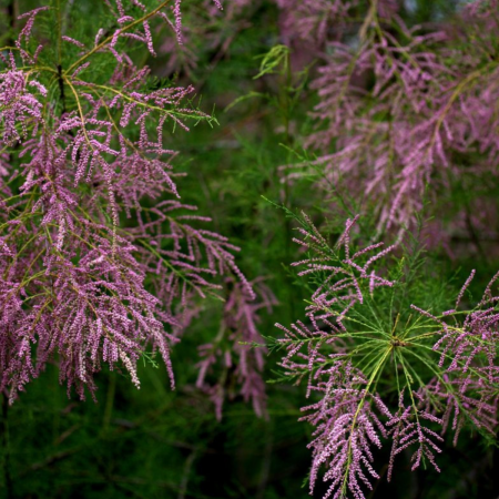 TAMARIX  [2]